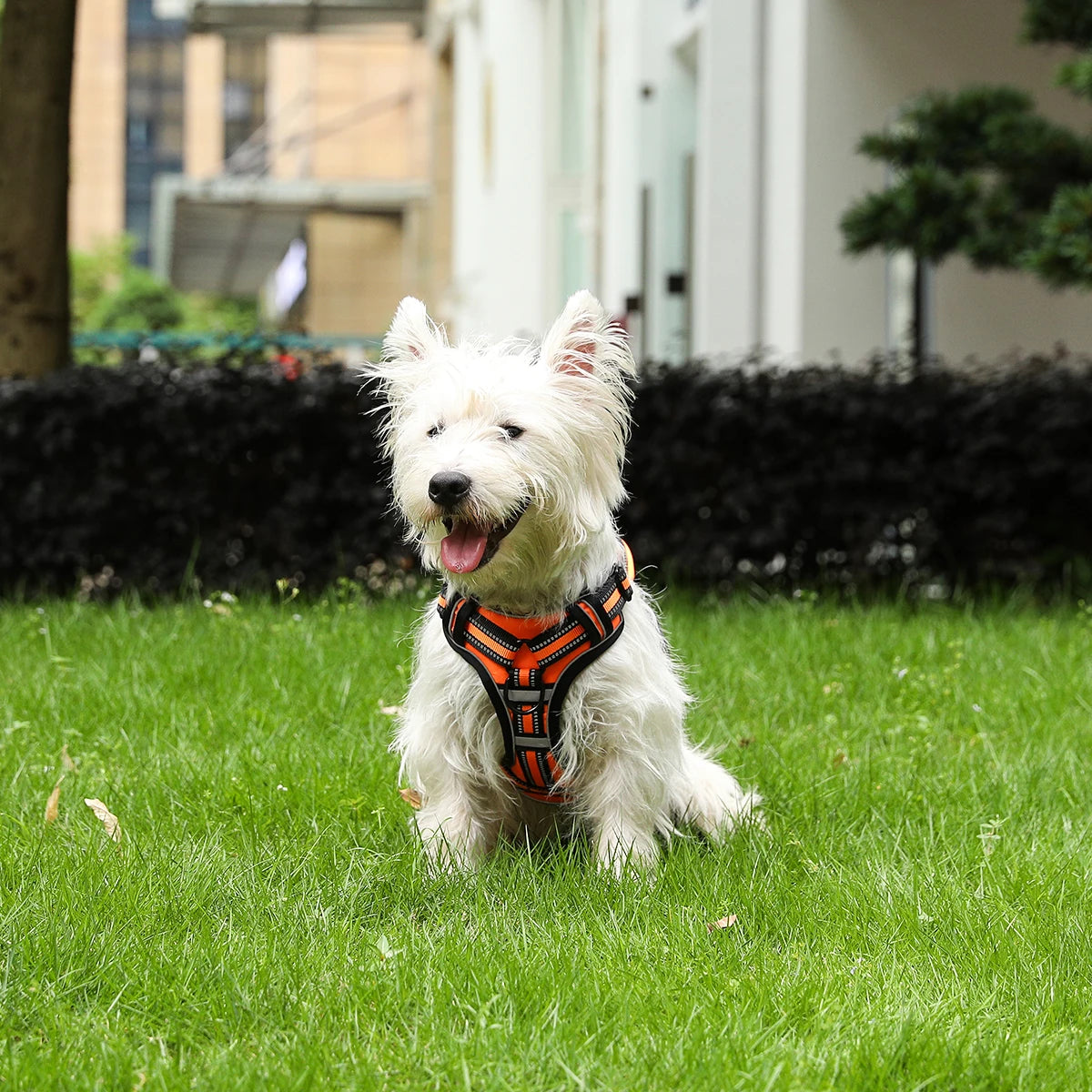 PAPEACE™Dog Harness